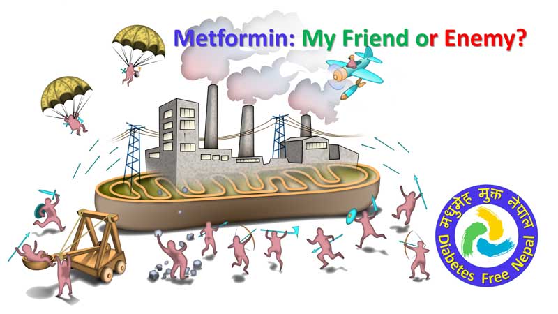 Is metformin healthy and anti-aging